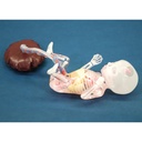 Fetus Ultrasound Examination Phantom 
"SPACE FAN-ST"
