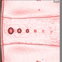 CT Colonography Phantom NCCS